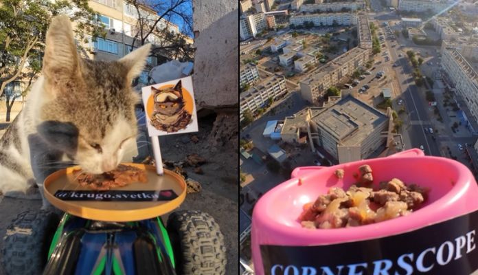 Genial: perfil usa drones e carrinhos de controle remoto para alimentar cães e gatos abandonados