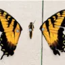 Foco na arte do álbum "Brand New Eyes", do Paramore